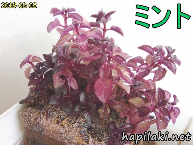 ペパーミント水耕栽培 冬は寒さで葉が紫色に変色した はぴらき合理化幻想